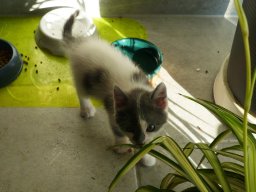 img_1219181612_83_lg