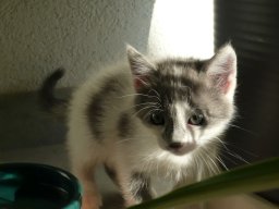 img_1219181658_35_lg