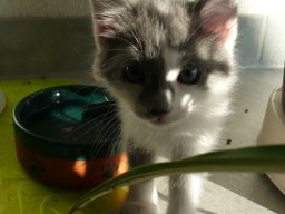 img_1219181716_509_lg