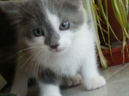 img_1219181735_796_lg