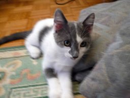 img_1224183794_7_lg