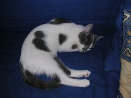 img_1224185228_821_lg