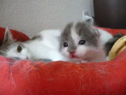img_1224617433_183_lg
