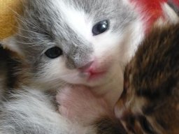 img_1224617439_753_lg
